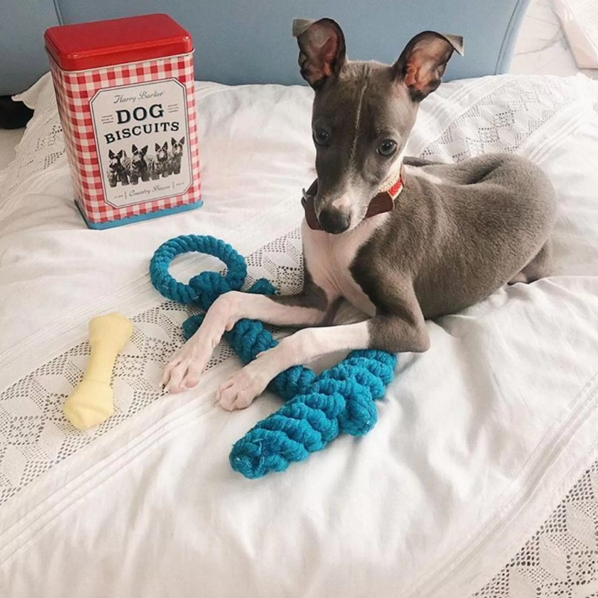 Sale Anchor-Knotted Cotton Rope Toy Tough Chewer