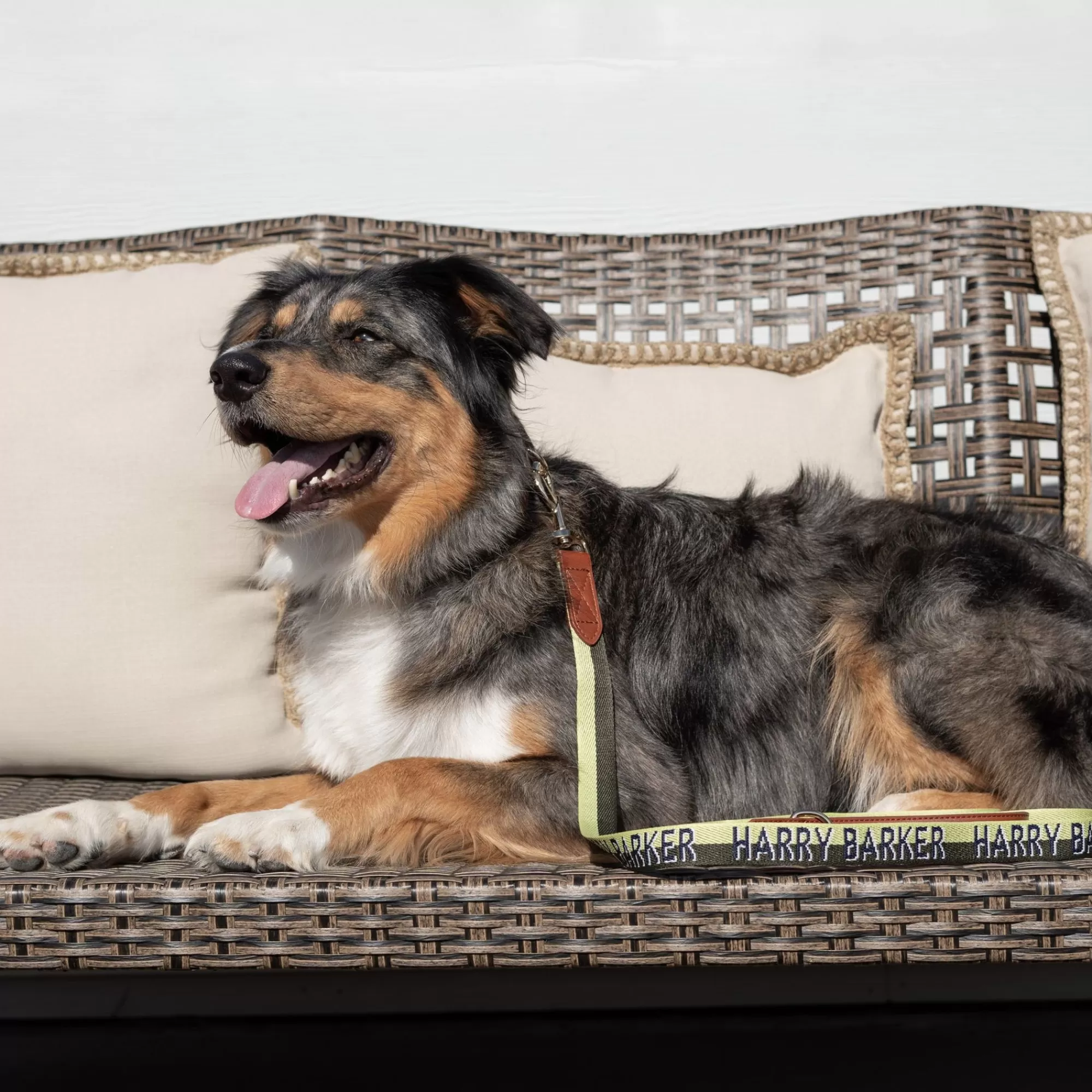 Discount Duo Color 6' Signature Stripe Leash Leashes