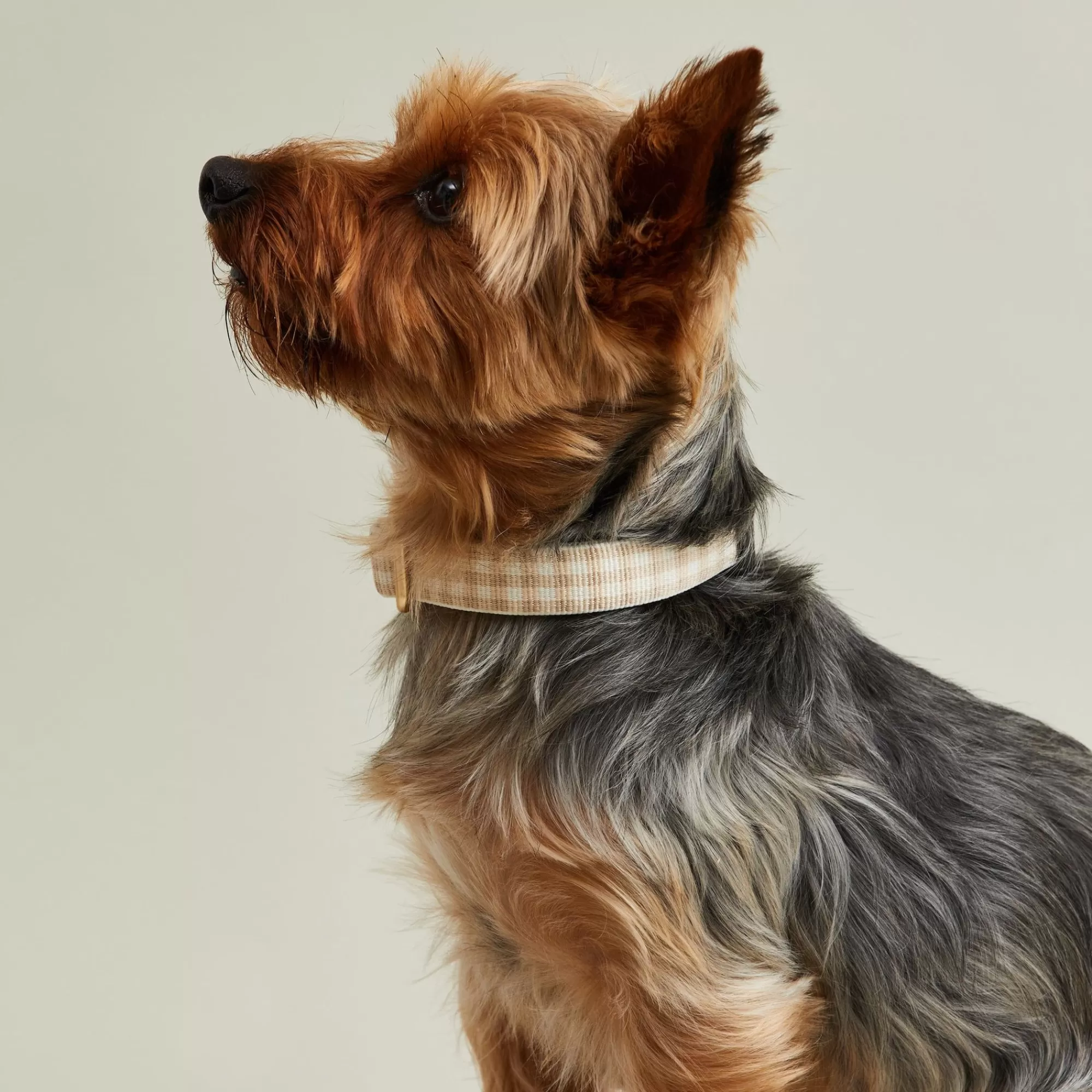 Cheap Gingham Dog Collar Collars