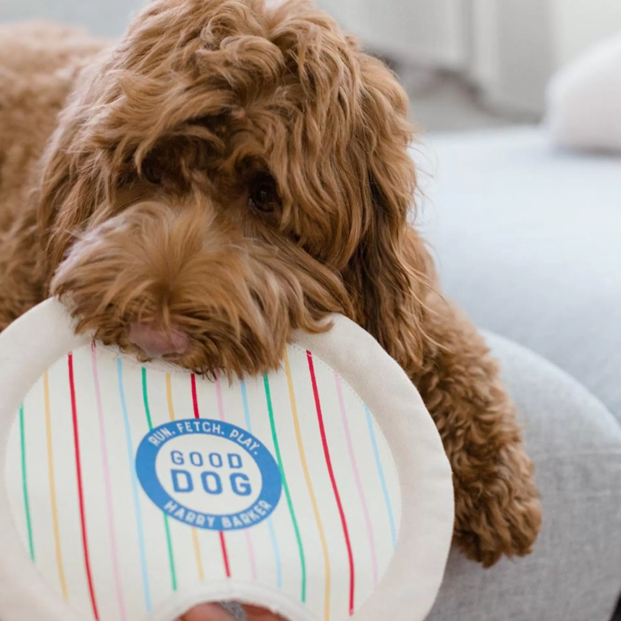 Online Good Dog Canvas Frisbee Toy Canvas