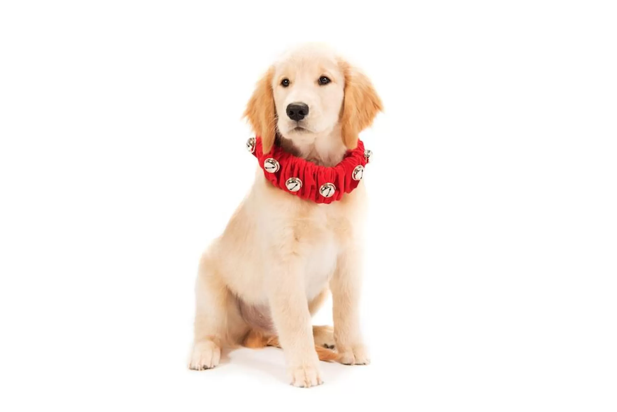 Best Jingle Bell Collar Collars