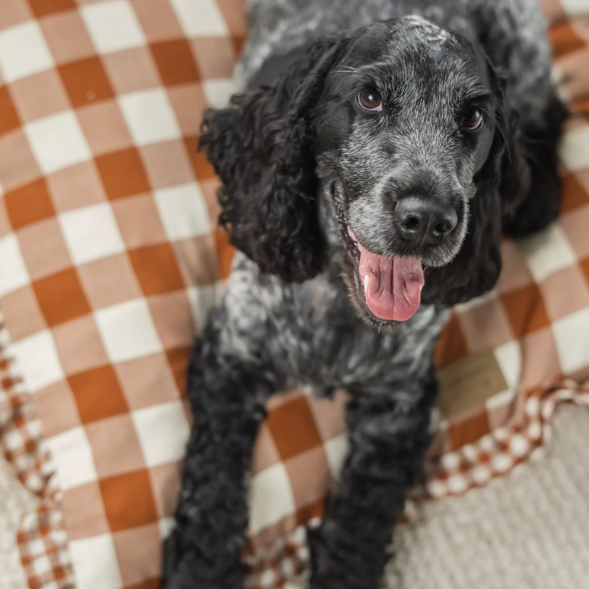 Cheap Vintage Brown Gingham Envelope Dog Bed Full Beds